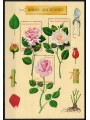 FRANCE 1999 Congress on Old Roses s/s MNH**