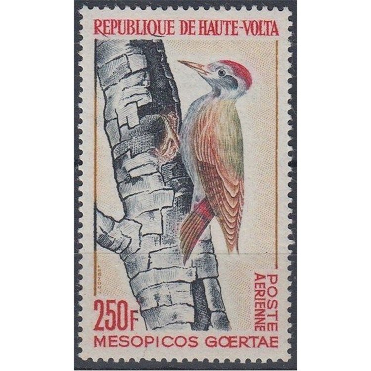 ALTO VOLTA 1964 Uccelli, Mesopicos goertae 1v MNH**
