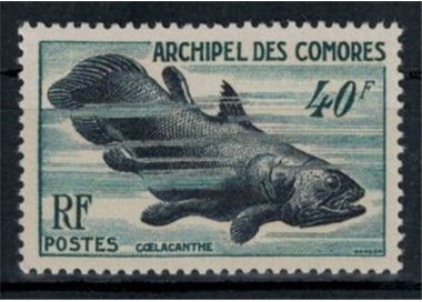 COMOROS 1954 Marine fauna MNH**