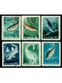 NORTH KOREA 1965 Fish 6v MNH**
