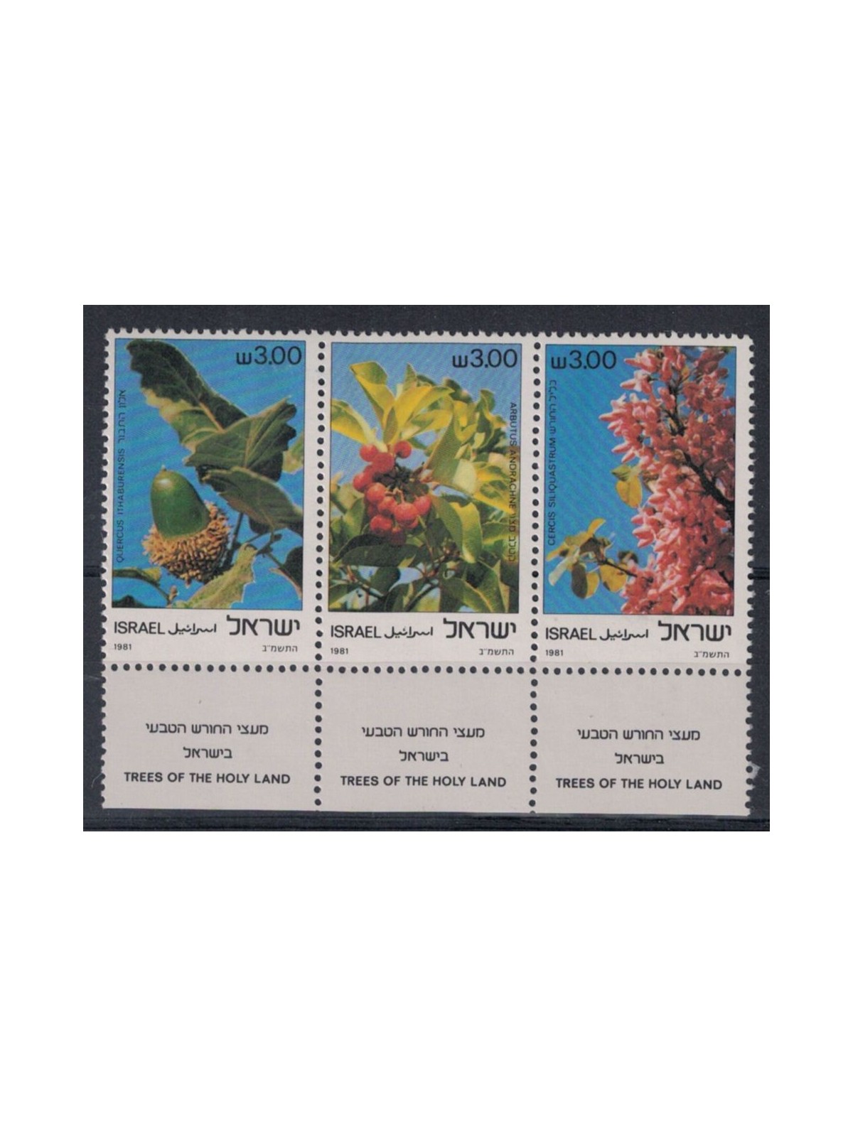ISRAELE 1981 Flora 3v MNH**