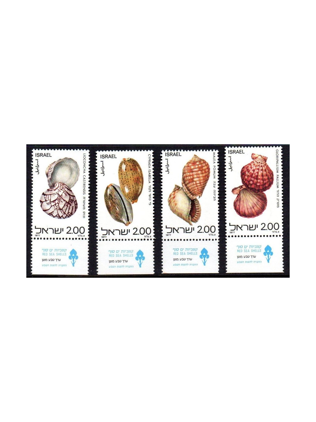 ISRAELE 1977 Conchiglie - Shells 4v MNH**