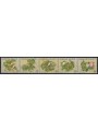 NORFOLK 1981 Fauna, birds 5v MNH**