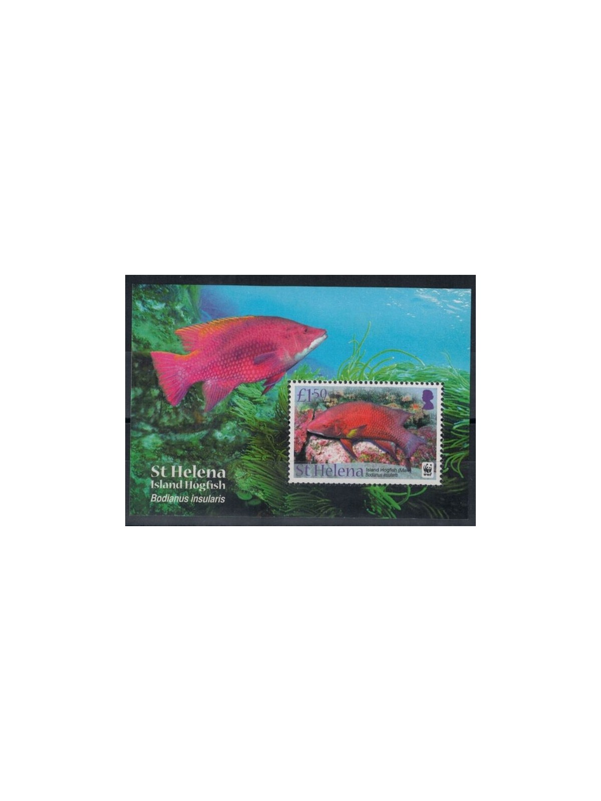 ST. HELENA 2011 WWF, Fish - WWF, Island hogfish s/s MNH**