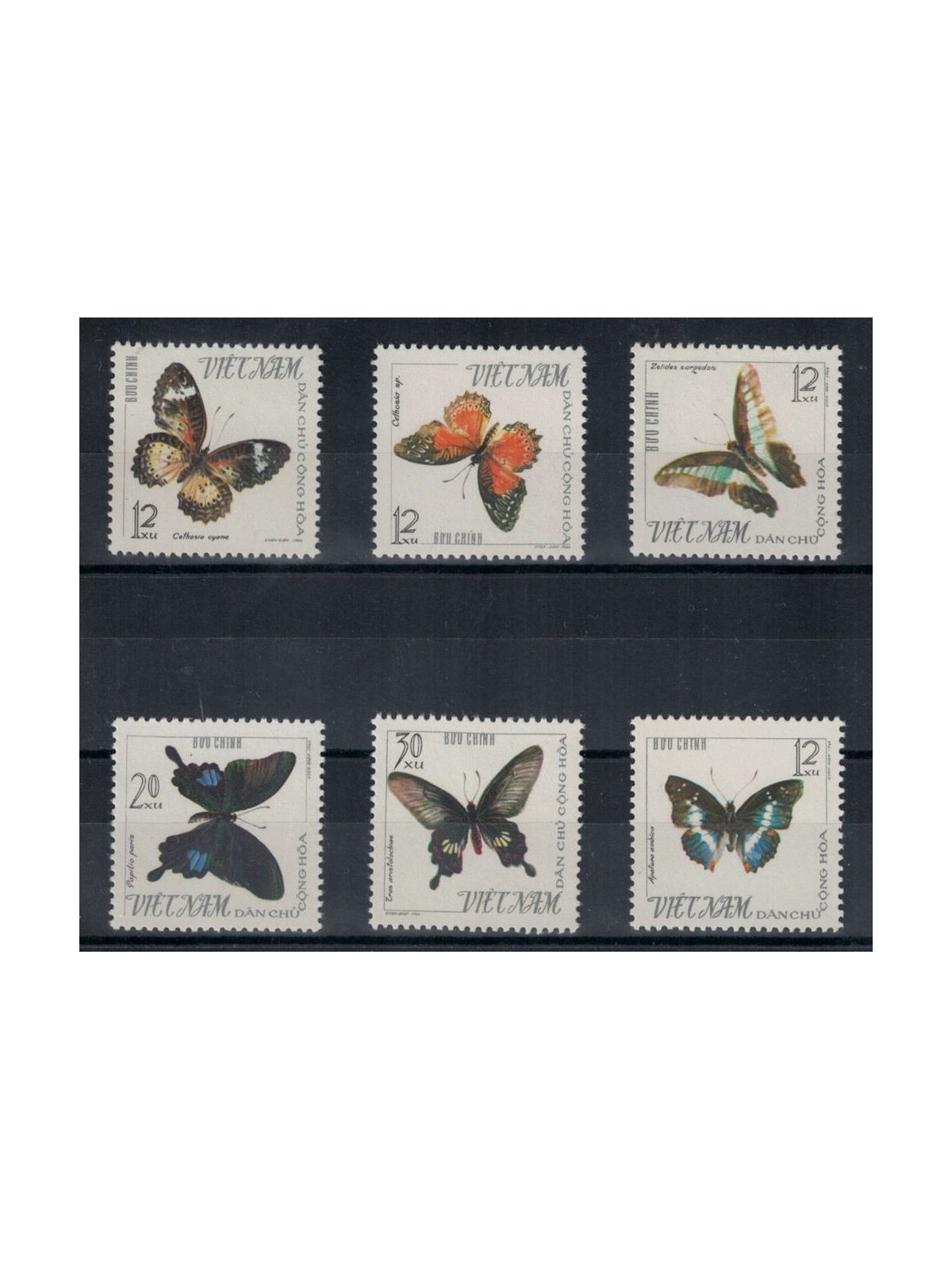 VIETNAM DEL NORD 1965 Fauna, farfalle 6v MNH**